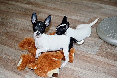 #тойфокстерьер #амертой #террабалтика #toyfoxterrier #terrabaltika #puppies #kennel