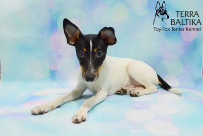 #тойфокстерьер #амертой #террабалтика #toyfoxterrier #terrabaltika #puppies #kennel