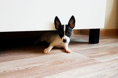 #тойфокстерьер #амертой #террабалтика #toyfoxterrier #terrabaltika #puppies #kennel