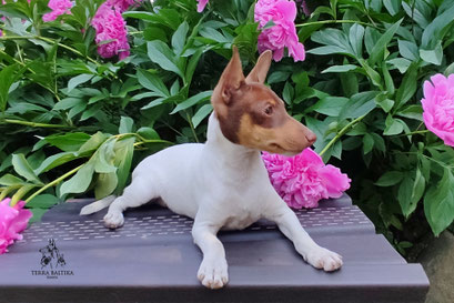 Той-фокстерьер, амертой, той-фокс, тфт, американский той-фокстерьер, Toy Fox Terrier, Terra Baltika, Терра Балтика, щенки той-фокстерьера, питомник той-фокстерьер