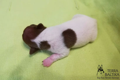 #тойфокстерьер #амертой #террабалтика #toyfoxterrier #terrabaltika #puppies #kennel