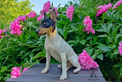 Той-фокстерьер, амертой, той-фокс, тфт, американский той-фокстерьер, Toy Fox Terrier, Terra Baltika, Терра Балтика, щенки той-фокстерьера, питомник той-фокстерьер