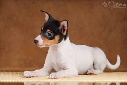 #тойфокстерьер #амертой #террабалтика #toyfoxterrier #terrabaltika #puppies #kennel #маленькаясобака #минипорода #маленькаяпородасобак #собачканамаленькихножках #американскийтойфокстерьер #тойфокс #americantoyfoxterrier