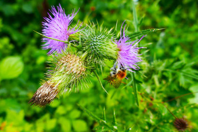 Hummel auf Distel