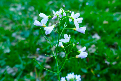 Wiesenschaumkraut