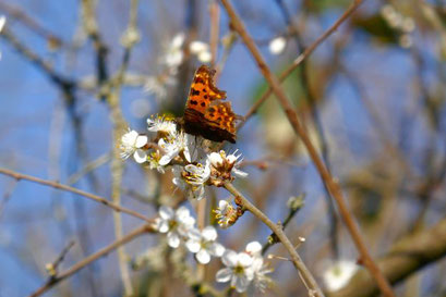 C-Falter auf Wildblüte