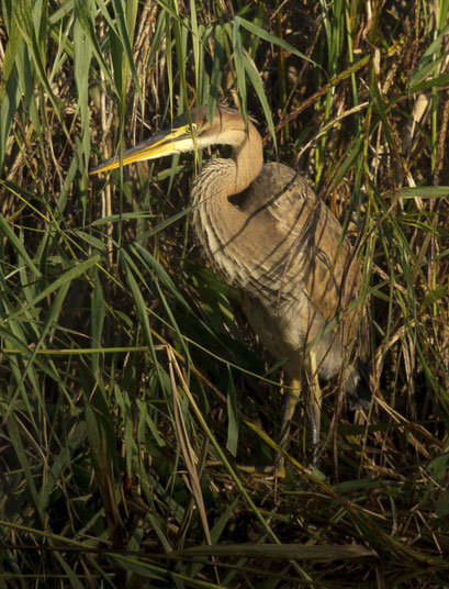 Purperreiger