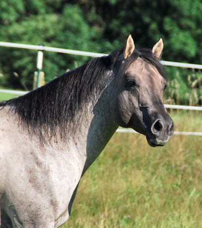 Flambo after returning from the breeding station, August 2014