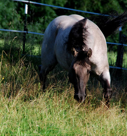 Flambo after returning from the breeding station, August 2014