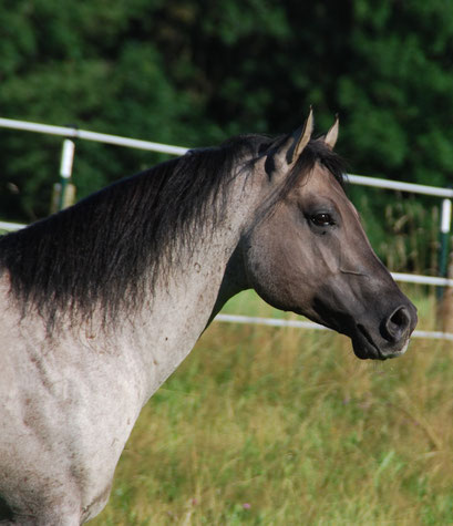 Flambo after returning from the breeding station, August 2014