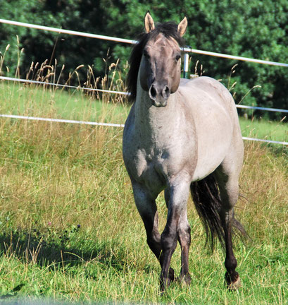 Flambo after returning from the breeding station, August 2014