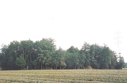 水沢野田町には６個の土製掩体が残っています。写真は茶畑の中に残っている７号掩体。