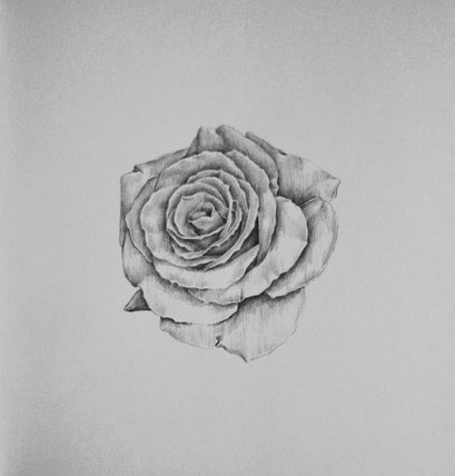 30€ · Rose ·  Grafito sobre papel - 20,5 cm x 20,5 cm / 8" x 8" - 2015