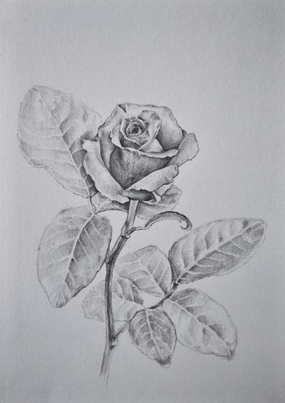 50€ · Rose ·  Grafito sobre papel - 21 cm x 29,7 cm / 8,25" x 11,75" - 2020