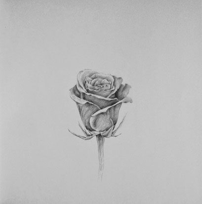 30€ · Rose ·  Grafito sobre papel - 20,5 cm x 20,5 cm / 8" x 8" - 2015