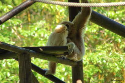 Gibbon #3