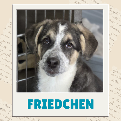 Friedchen