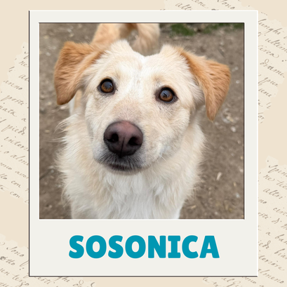 Sosonica