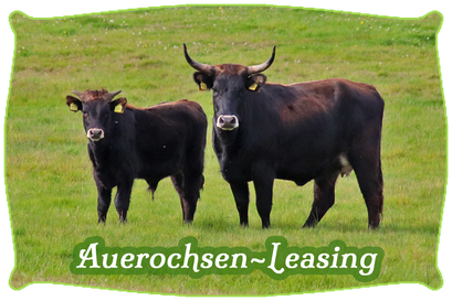 Auerochsen-Leasing