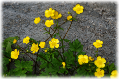Die Butterblumen mit ihren goldgelben Blüten