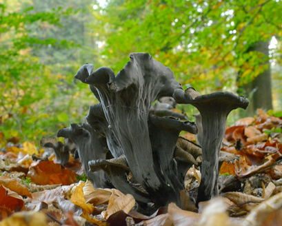 Hoorn van overvloed - Craterellus cornucopioides (Duitsland) 