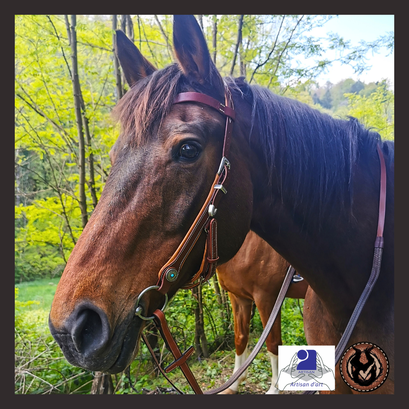EQUITATION CHEVAL CUIR FRANCE BRIDON FILET