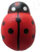 coccinella inganno