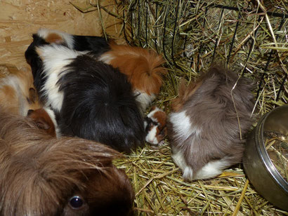  Ja wo ist denn das Baby - Schweinchen?