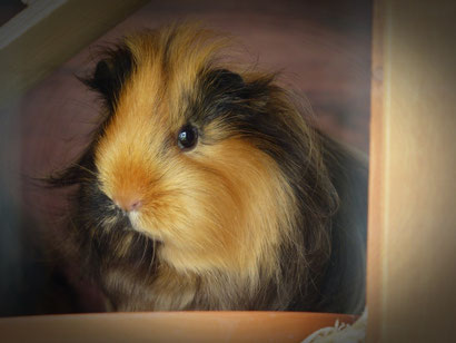 Unser Model