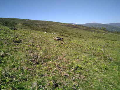 Entrenando con Macmax de Monte Tejas