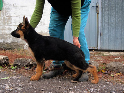 купить щенка немецкой овчарки в донецке дрессировка собак  хэндлинг