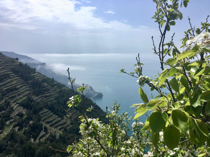 Cinque Terre, Manarola, Corniglia, Weinberge, Wanderung, Ligurien