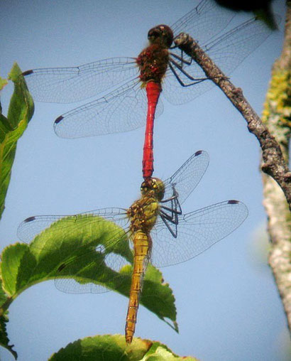 sympetrum, photo Jean Chevallier