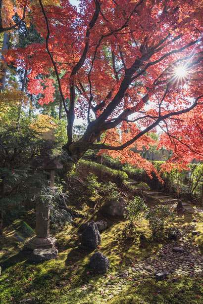 栄摂院の紅葉と苔の庭