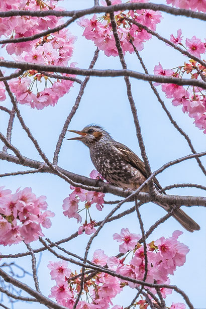 京都の桜「梅小路公園」