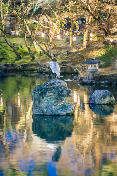 2022年最後の東山花灯路 円山公園