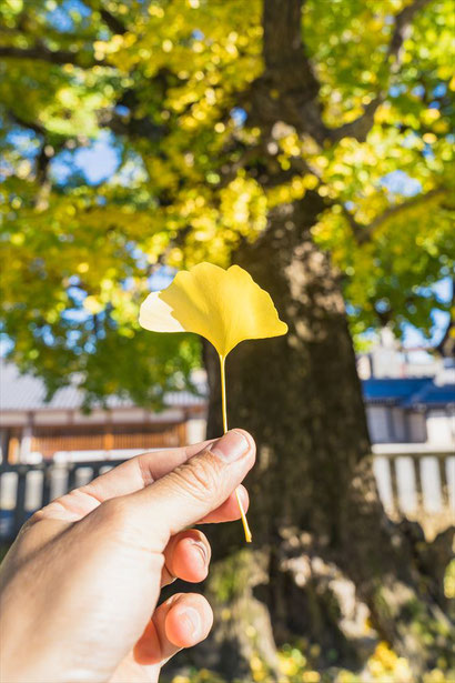 西本願寺のイチョウの葉