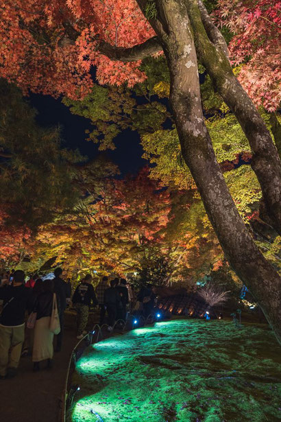 秋の嵐山宝厳院の紅葉ライトアップ