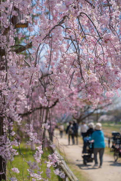 京都の桜「半木の道」紅枝垂れ