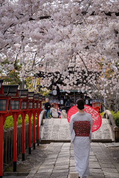 京都の桜「六孫王神社」ソメイヨシノ満開