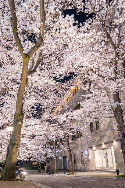 京都の桜「祇園白川」満開の桜のライトアップ