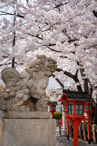 京都の桜「六孫王神社」ソメイヨシノ満開