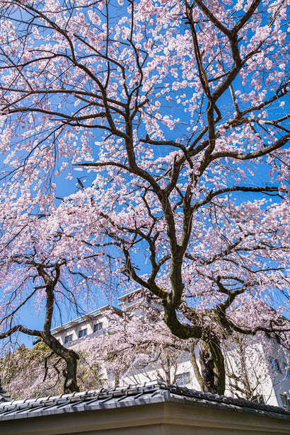 京都の桜「有栖川宮邸」枝垂れ桜