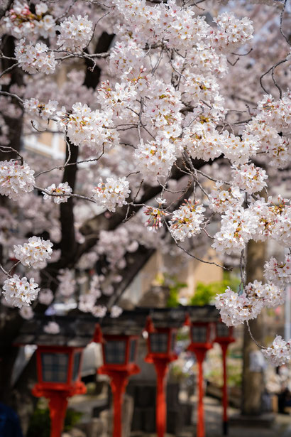 京都の桜「六孫王神社」ソメイヨシノ満開