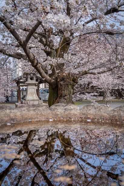 京都の桜「立本寺」ソメイヨシノ