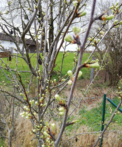 7 von 12: Achtsam dem Frühling begegnen