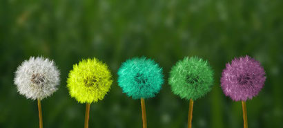Fuenf Pusteblumen in verschiedenen Farben