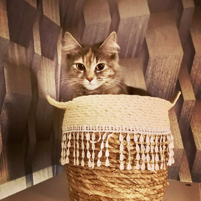 MADAME MILOU