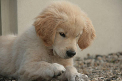 Pup Aanschaffen Golden Retriever Vereniging