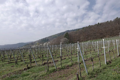 Wunderschöne Landschaft an der Südlichen Weinstraße